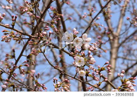 早春的櫻花 39368988