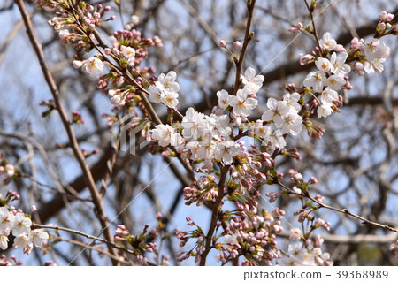 早春的櫻花 39368989