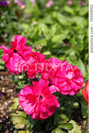 Anemones Anemones 39369002