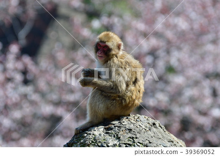 Monkey and cherry blossoms 39369052