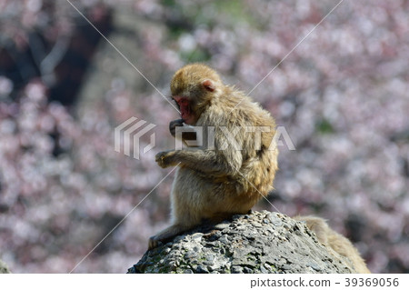 Monkey and cherry blossoms Monkey and cherry blossoms 39369056