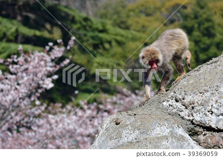 Monkey and cherry blossoms 39369059