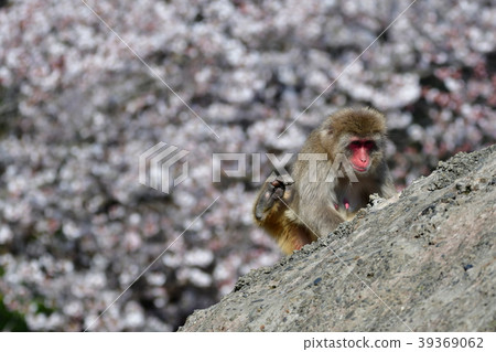 猴子和櫻花 39369062