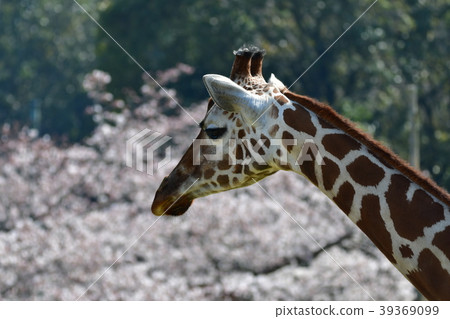 狼和櫻花 狼和櫻花 39369099