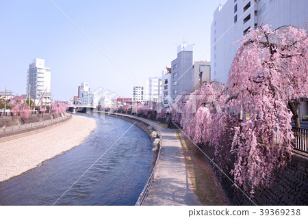 Utsunomiya-shi Tagawa and Uzukizakura 39369238