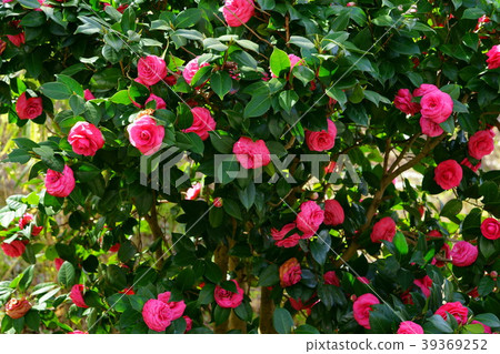 Maiden's camellia in full bloom 39369252