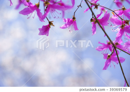 Looking up at a warm spring honeybee 39369579