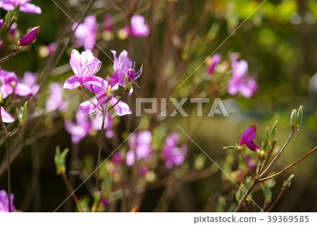 甲蟲5在早晨的陽光下發光 39369585