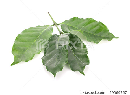 Leaves coffee tree isolated on white background Leaves coffee tree isolated on white background 39369767