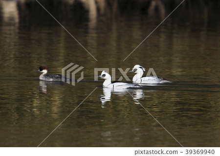 小組Mikoisa 39369940