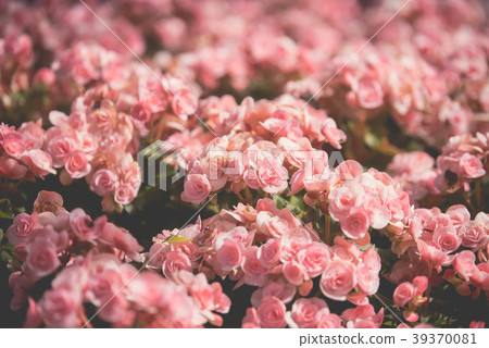 flowers background vintage color 39370081