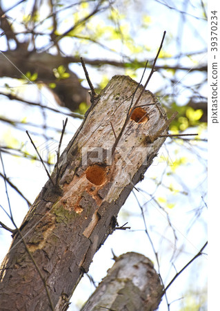 Kogera's Nest Hole 39370234