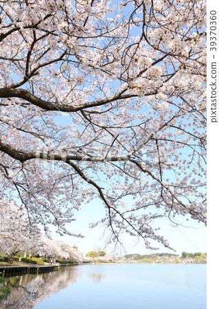 Sakura Lake Lake Sakura Ibaraki Prefecture Mito Stock Photo 39370360 Pixta