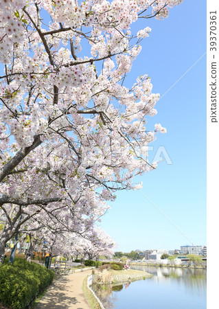 Sakura Lake Lake Sakura Ibaraki Prefecture Mito Stock Photo