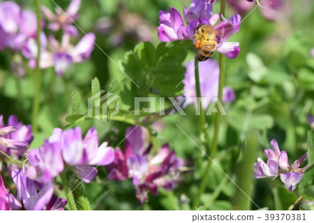 Japanese bee and Japanese flower buds Japanese bee and Japanese flower buds 39370381