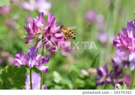 日本蜂和日本花蕾 39370382