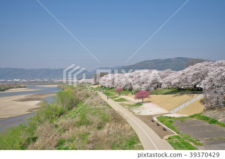 在backbore的櫻花 39370429