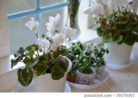 窗花 窗花 39370561