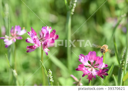 蜜蜂和蓮花日本蜜蜂西部蜜蜂蜂蜜春天 39370621