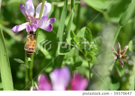 蜜蜂和蓮花日本蜜蜂西部蜜蜂蜂蜜春天 39370647
