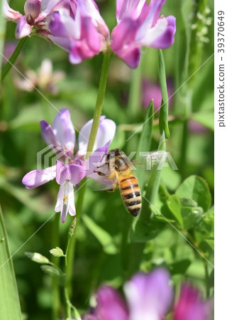 蜜蜂和蓮花日本蜜蜂西部蜜蜂蜂蜜春天 39370649