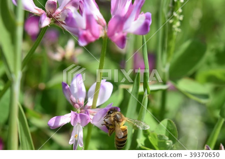 蜜蜂和蓮花日本蜜蜂西部蜜蜂蜂蜜春天 39370650