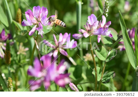 蜜蜂和蓮花日本蜜蜂西部蜜蜂蜂蜜春天 蜜蜂和蓮花日本蜜蜂西部蜜蜂蜂蜜春天 39370652