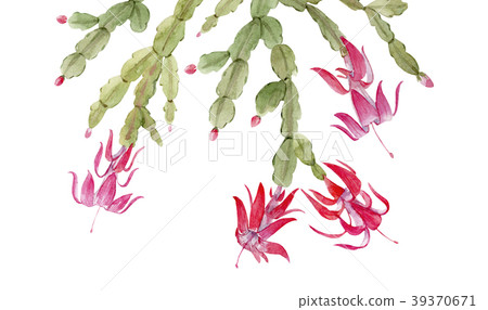 Schlumberger cactus composition - Stock Illustration [39370671] - PIXTA