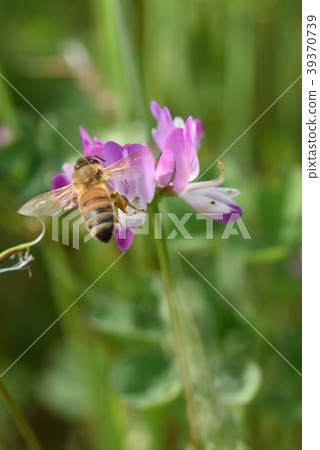 Honeybee and lotus flower Japan Japanese honeybee Western honeybee Honey Spring Flower and honeybee 39370739