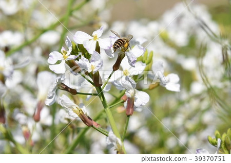 Honeybee and lotus flower japanese honeybee western honeybee honey spring Honeybee and lotus flower japanese honeybee western honeybee honey spring 39370751