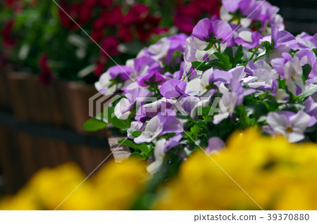 Spring flower Spring flower 39370880