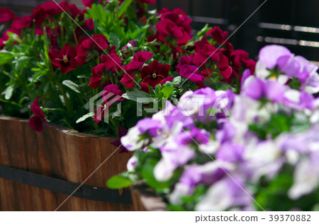 Spring flower Spring flower 39370882