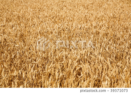 Wheat field Wheat field 39371073