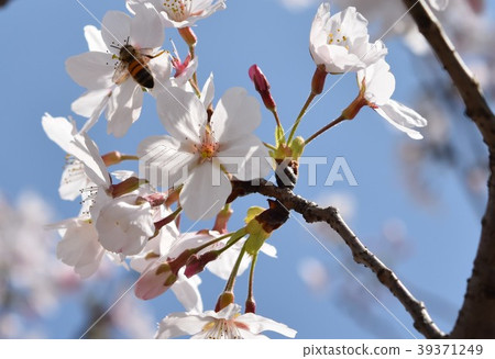 Sakura cherry tree bee cherry blossoms petal spring spring bloom Sakura cherry tree bee cherry blossoms petal spring spring bloom 39371249