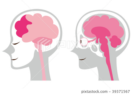 Illustration of the brain Body gray 39371567