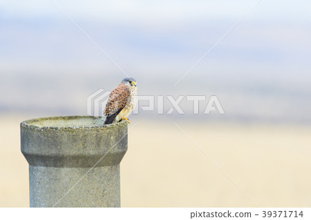 蝴蝶男 蝴蝶男 39371714