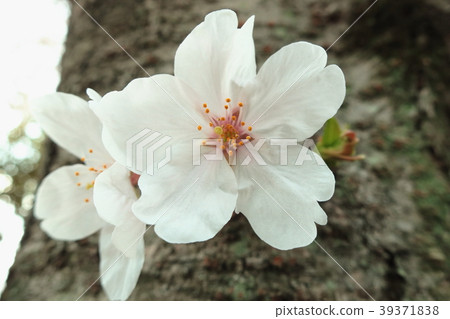 在早晨的陽光下生動地生動的白花(Sakura:Somei Yoshino) 在早晨的陽光下生動地生動的白花(Sakura:Somei Yoshino) 39371838