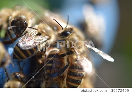 31+ The Last Honey Bee Pictures