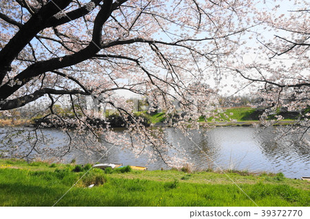 Cherry blossoms of the Bonuma River 39372770