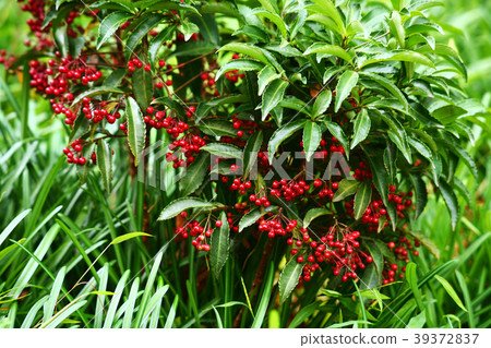 Red ripe fruit of Manryo Red ripe fruit of Manryo 39372837