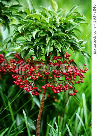 Manryo紅色成熟果子 Manryo紅色成熟果子 39372840
