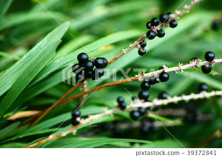 Black and ripe fruit of Yaburan Black and ripe fruit of Yaburan 39372841