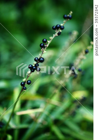 Black and ripe fruit of Yaburan Black and ripe fruit of Yaburan 39372842