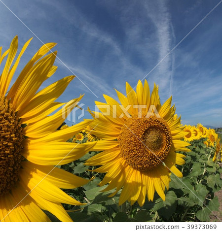 sunflower	 39373069
