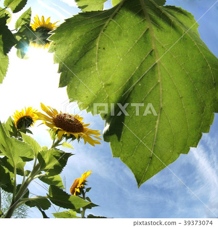 向日葵 向日葵 39373074