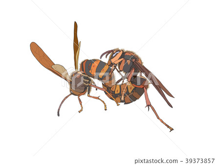 Mating of yellow hornets Mating of yellow hornets 39373857