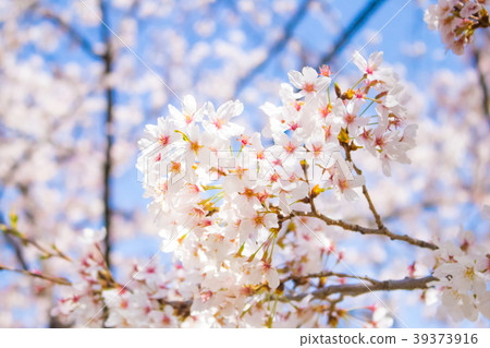 櫻花盛開 櫻花盛開 39373916
