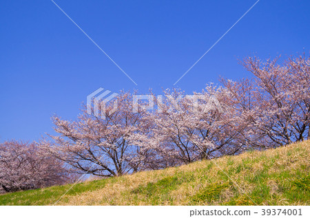 Cherry blossoming hill A-2 semi-wide under the clear sky Cherry blossoming hill A-2 semi-wide under the clear sky 39374001