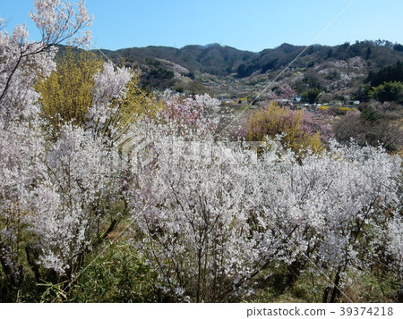 Taoyuan Township, Hanamiyama 39374218