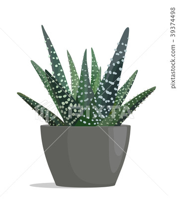 Haworthia - zebra cactus 39374498
